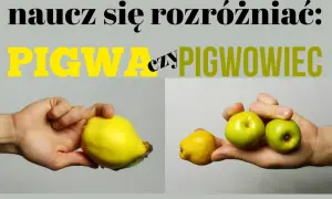 Naucz się rozróżniać: pigwa czy pigwowiec. Na zdjęciu duża, żółta pigwa i kilka małych owoców pigwowca.