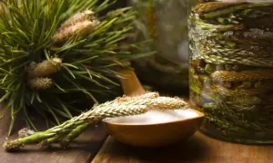 Pędy sosny na drewnianej łyżce, obok słoik z pędami i kryształkami cukru. Powstaje naturalny syrop z pędów sosny.