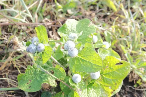 Zielone, sercowate łopian liście z pąkami kwiatowymi. W tle trawa i ziemia.