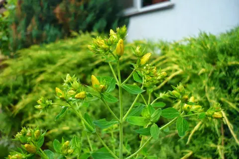 Zielony dziurawiec z pąkami kwiatów. Kiedy zbierać dziurawiec? Najlepiej w pełni kwitnienia, latem.