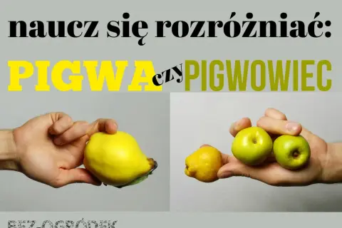 Naucz się rozróżniać: pigwa czy pigwowiec. Na zdjęciu duża, żółta pigwa i kilka małych owoców pigwowca.