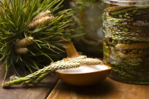 Pędy sosny na drewnianej łyżce, obok słoik z pędami i kryształkami cukru. Powstaje naturalny syrop z pędów sosny.