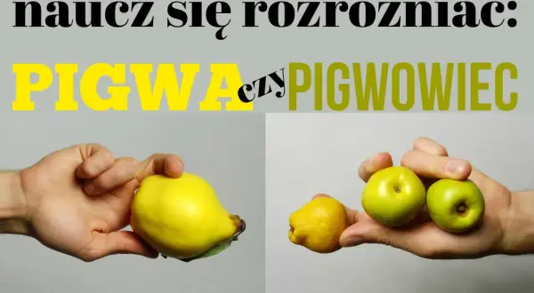 Naucz się rozróżniać: pigwa czy pigwowiec. Na zdjęciu duża, żółta pigwa i kilka małych owoców pigwowca.