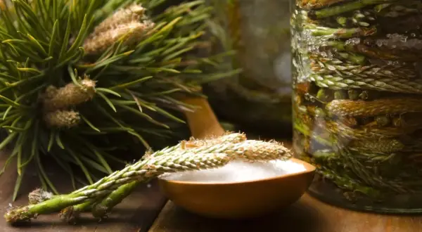 Pędy sosny na drewnianej łyżce, obok słoik z pędami i kryształkami cukru. Powstaje naturalny syrop z pędów sosny.