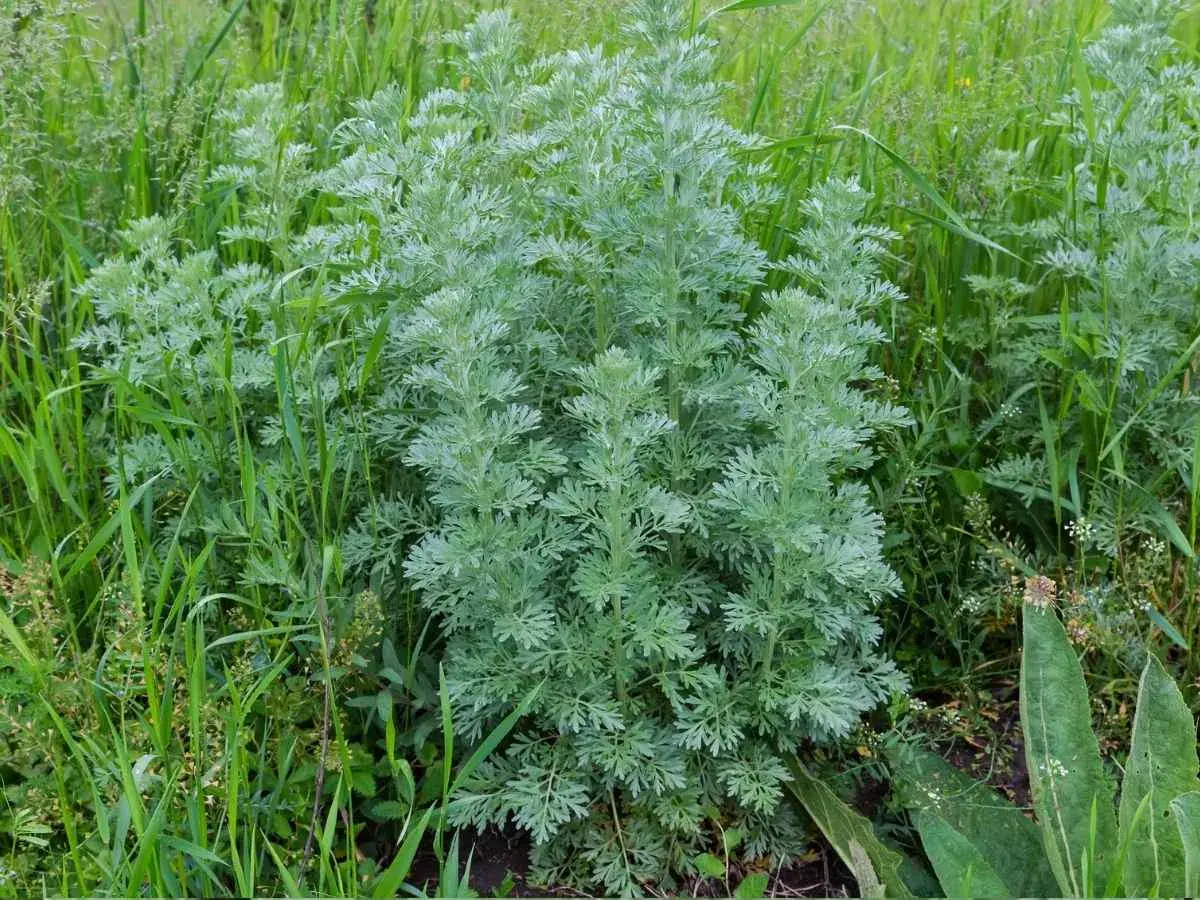 Piołun gdzie rośnie? Wśród zieleni, na dzikiej łące, rozpościera się jego srebrzyste, pierzaste liście.