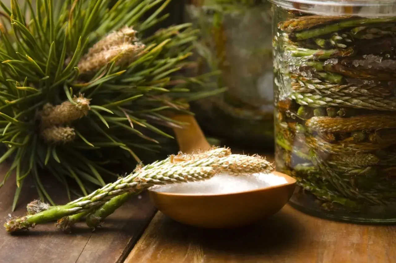Pędy sosny na drewnianej łyżce, obok słoik z pędami i kryształkami cukru. Powstaje naturalny syrop z pędów sosny.