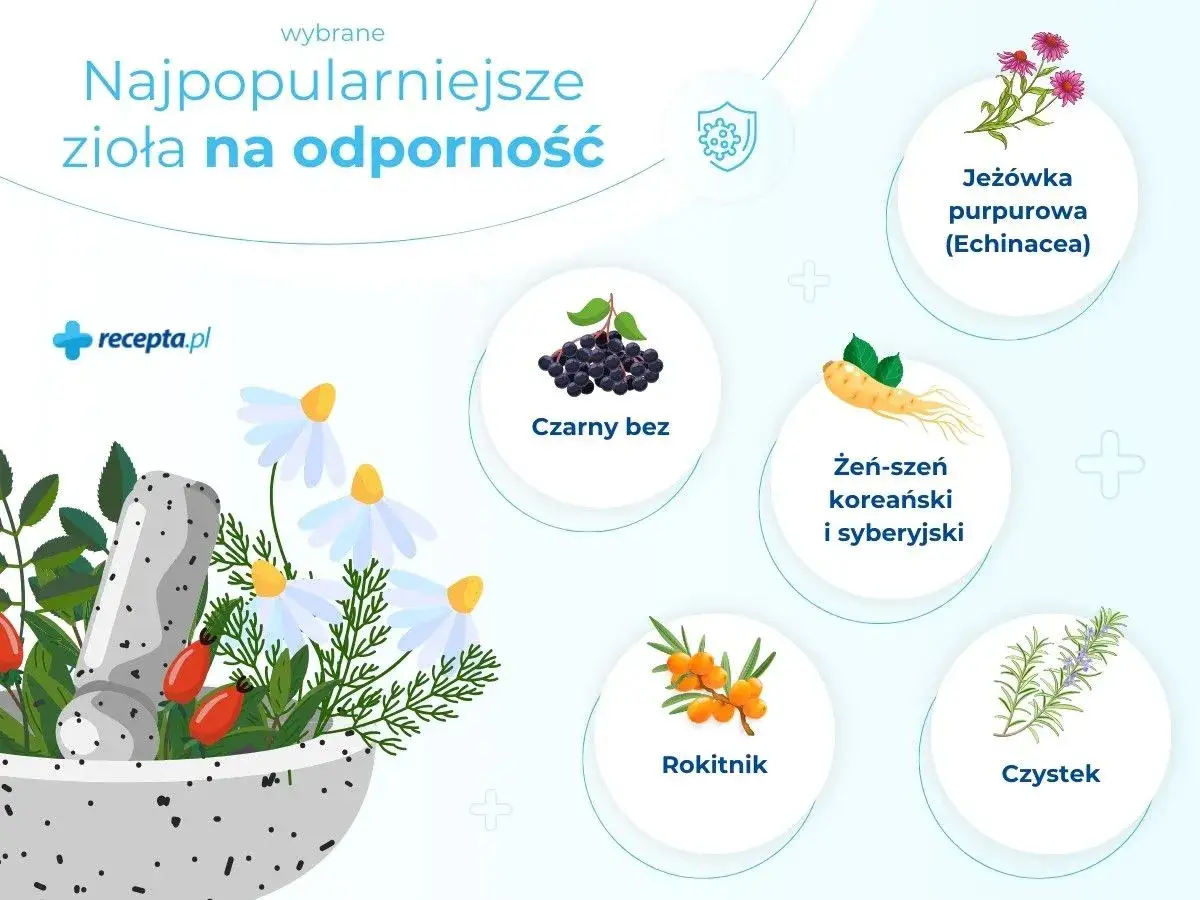Fitoterapia co to? Najpopularniejsze zioła na odporność: jeż&oacute;wka, czarny bez, żeń-szeń, rokitnik, czystek.