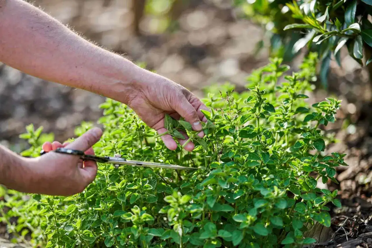 Ręce ścinają świeże oregano, kt&oacute;re może posłużyć do przygotowania naparu z oregano na płuca.