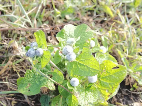 Zielone, sercowate łopian liście z pąkami kwiatowymi. W tle trawa i ziemia.