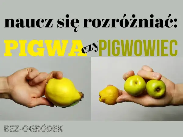 Naucz się rozróżniać: pigwa czy pigwowiec. Na zdjęciu duża, żółta pigwa i kilka małych owoców pigwowca.