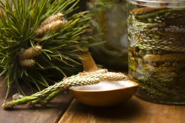 Pędy sosny na drewnianej łyżce, obok słoik z pędami i kryształkami cukru. Powstaje naturalny syrop z pędów sosny.
